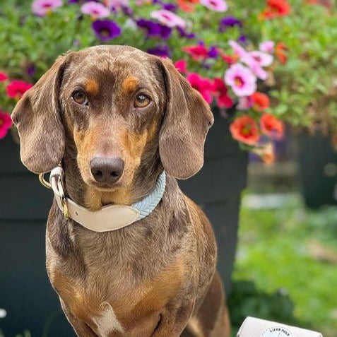 Collar - Luxe Pals Classic
